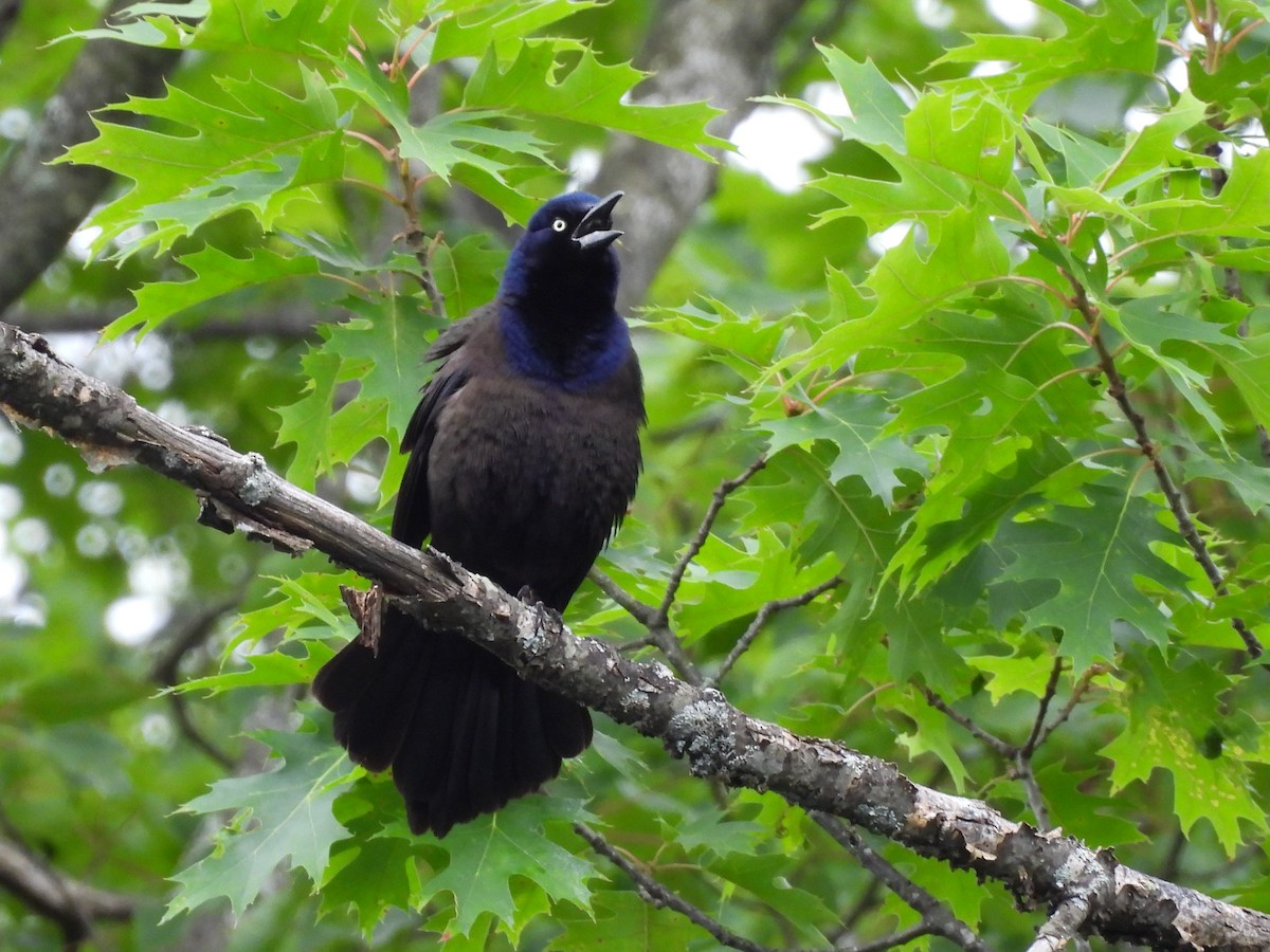 Common Grackle - ML638146736