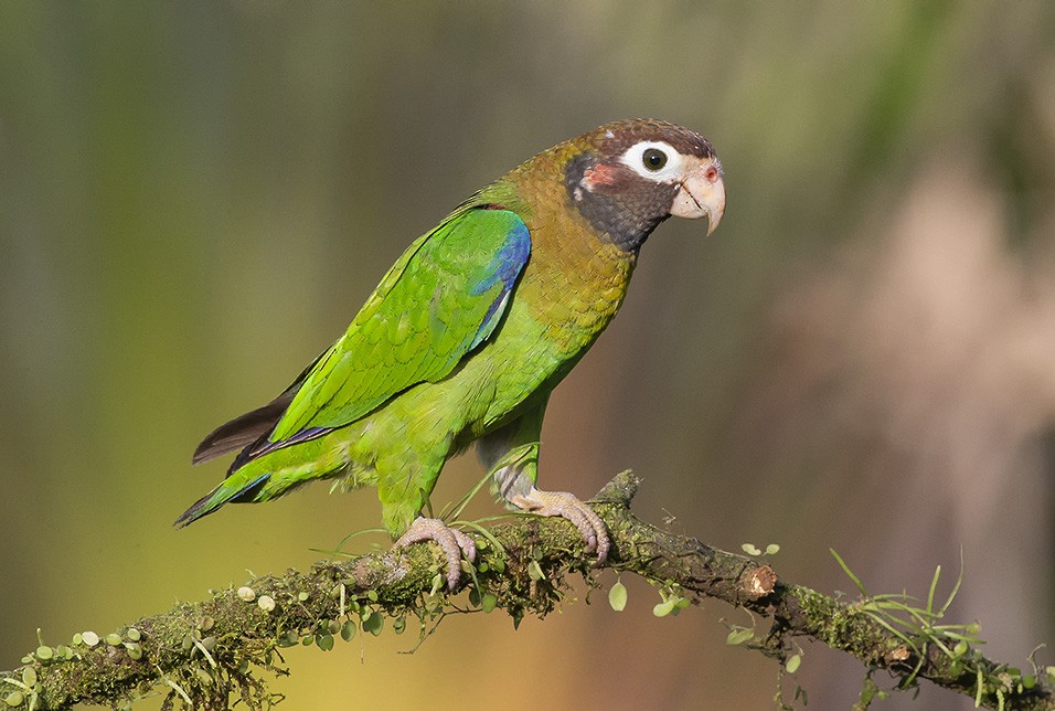 Brown-hooded Parrot - ML638146738