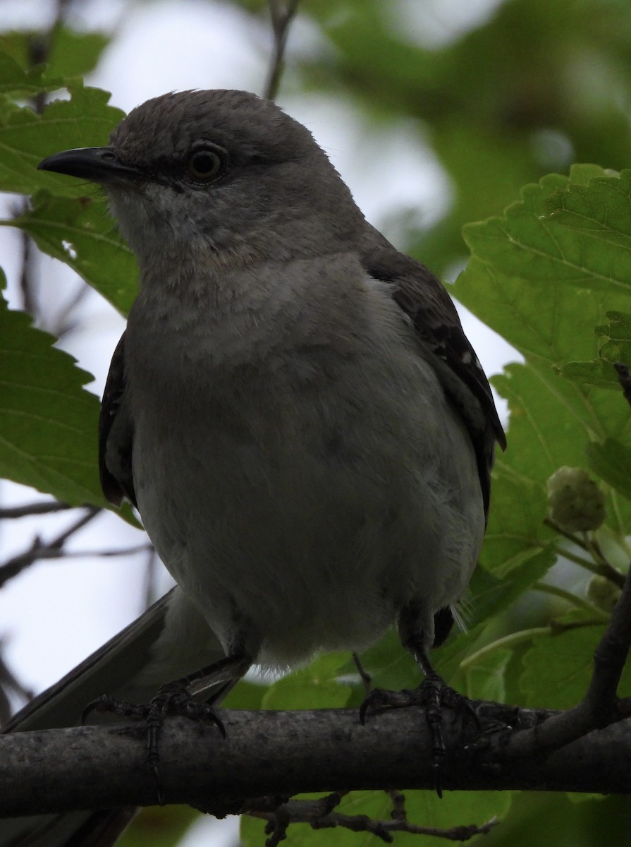 Northern Mockingbird - ML638146749