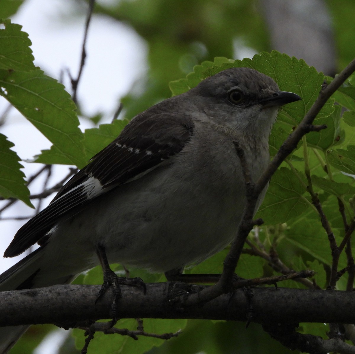 Northern Mockingbird - ML638146750
