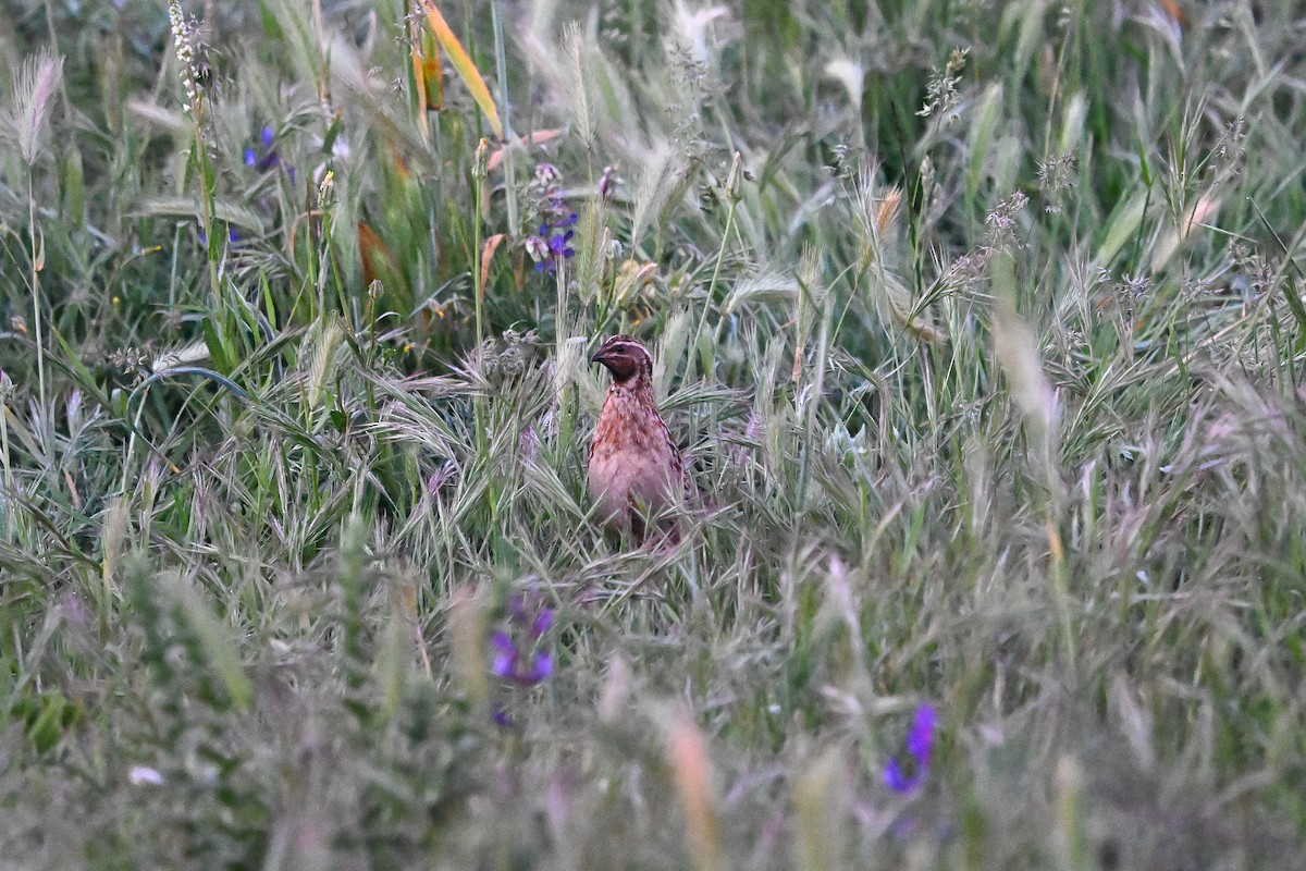 Common Quail - ML638146751