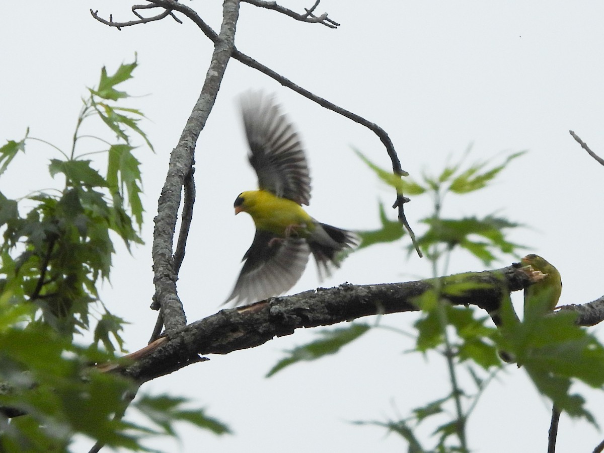 American Goldfinch - ML638146757