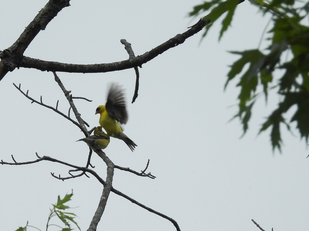 American Goldfinch - ML638146758