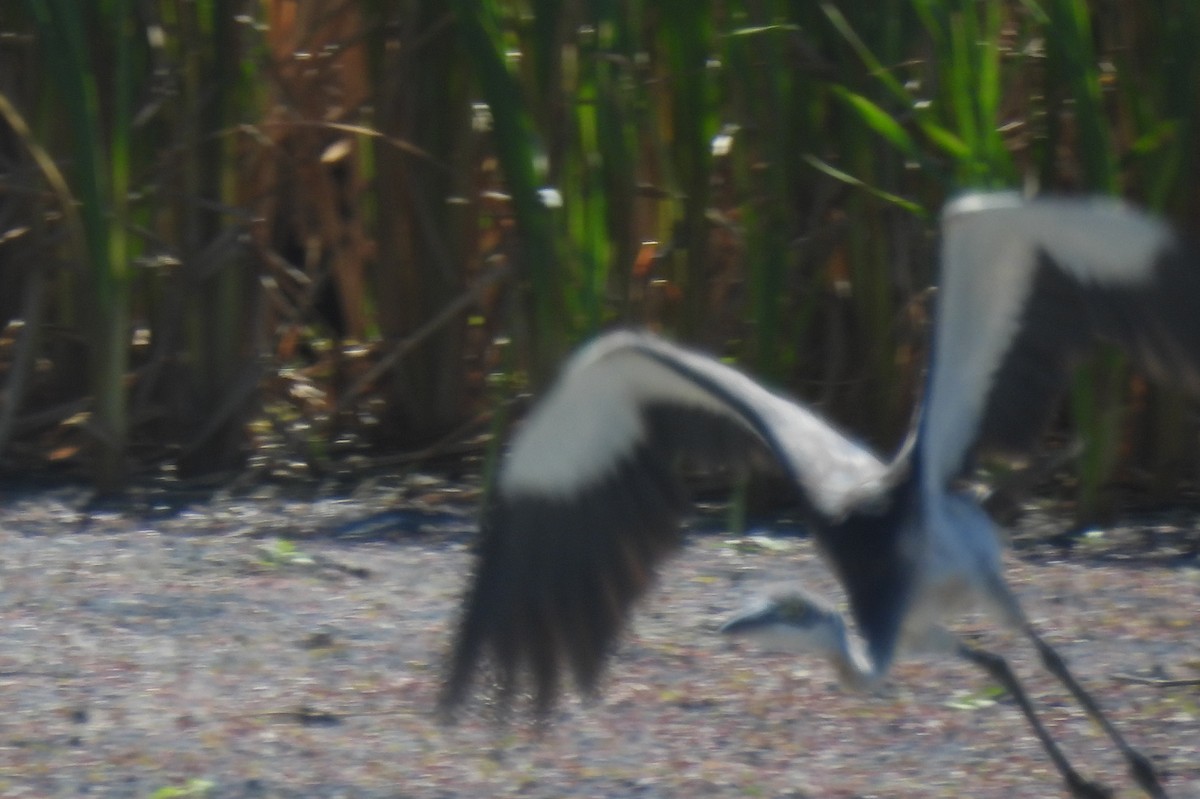 Black-headed Heron - ML638146767