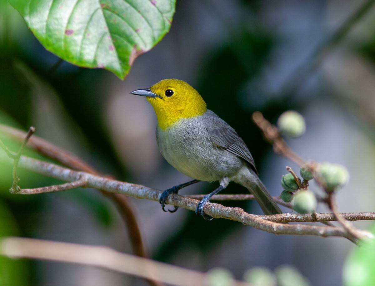 Yellow-headed Warbler - ML638146779