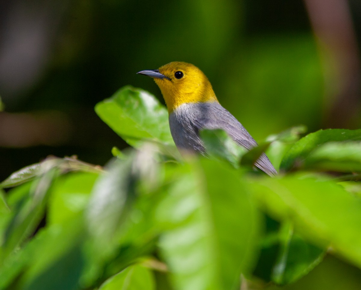 Yellow-headed Warbler - ML638146782