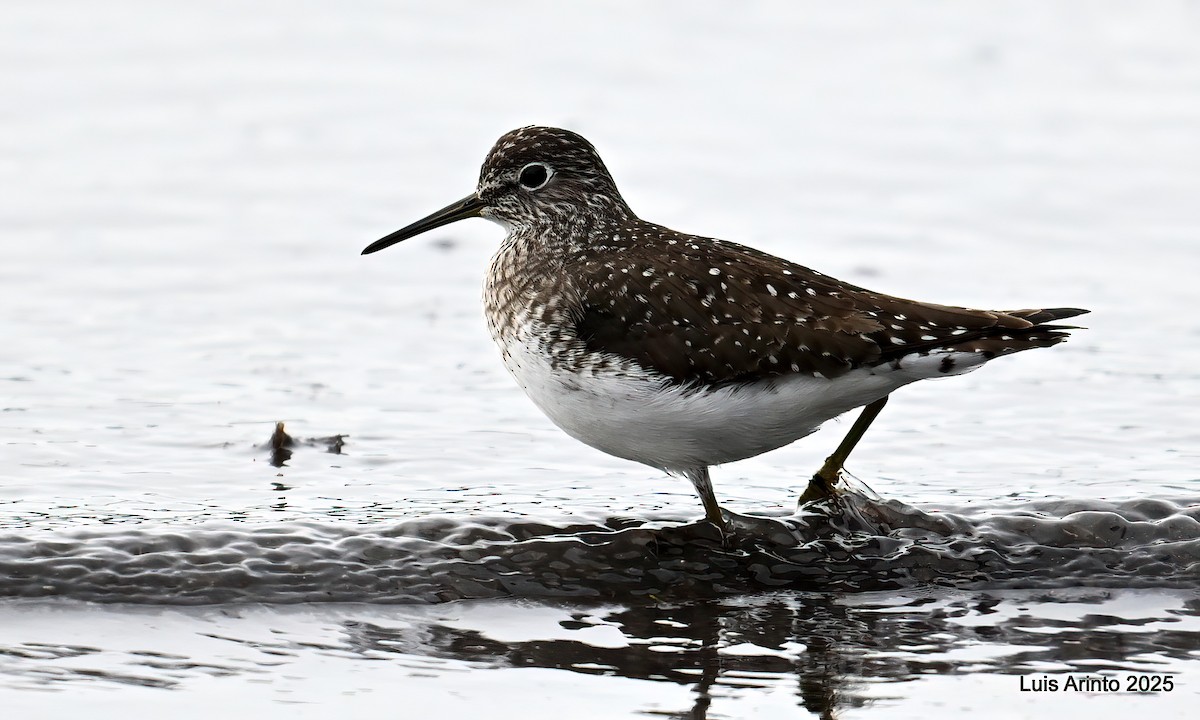 Solitary Sandpiper - ML638146783