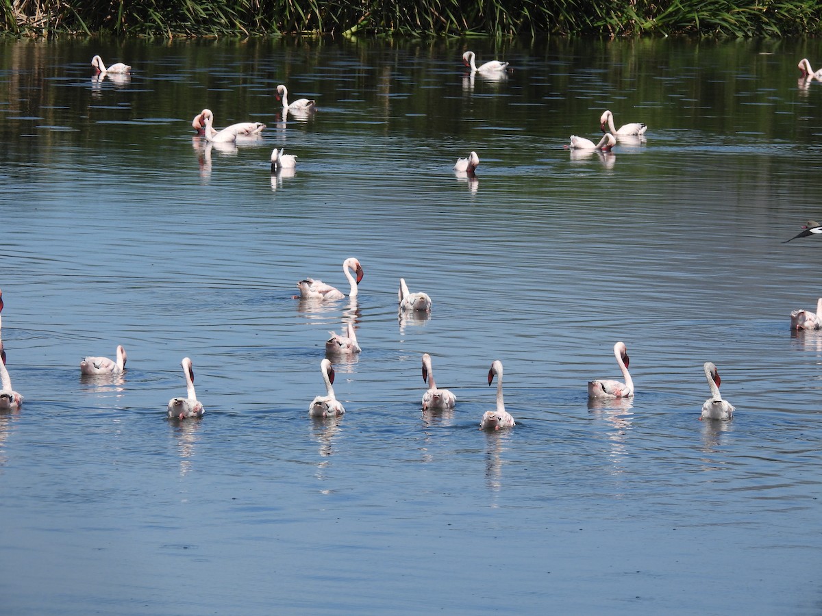 Lesser Flamingo - ML638146793