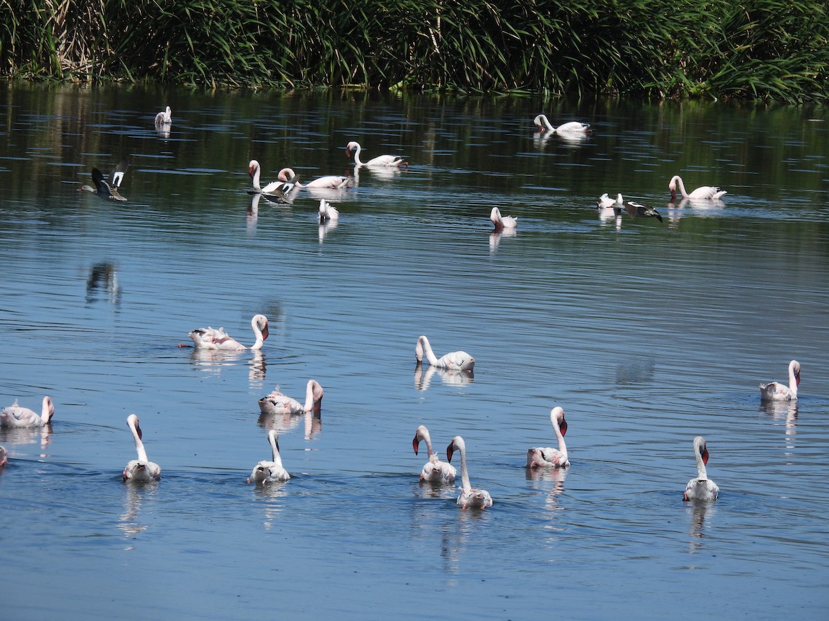 Lesser Flamingo - ML638146794