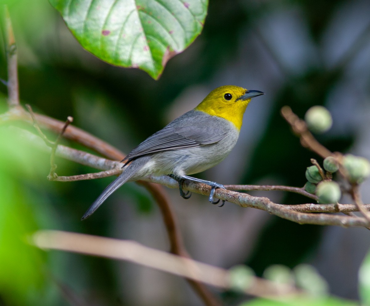 Yellow-headed Warbler - ML638146795