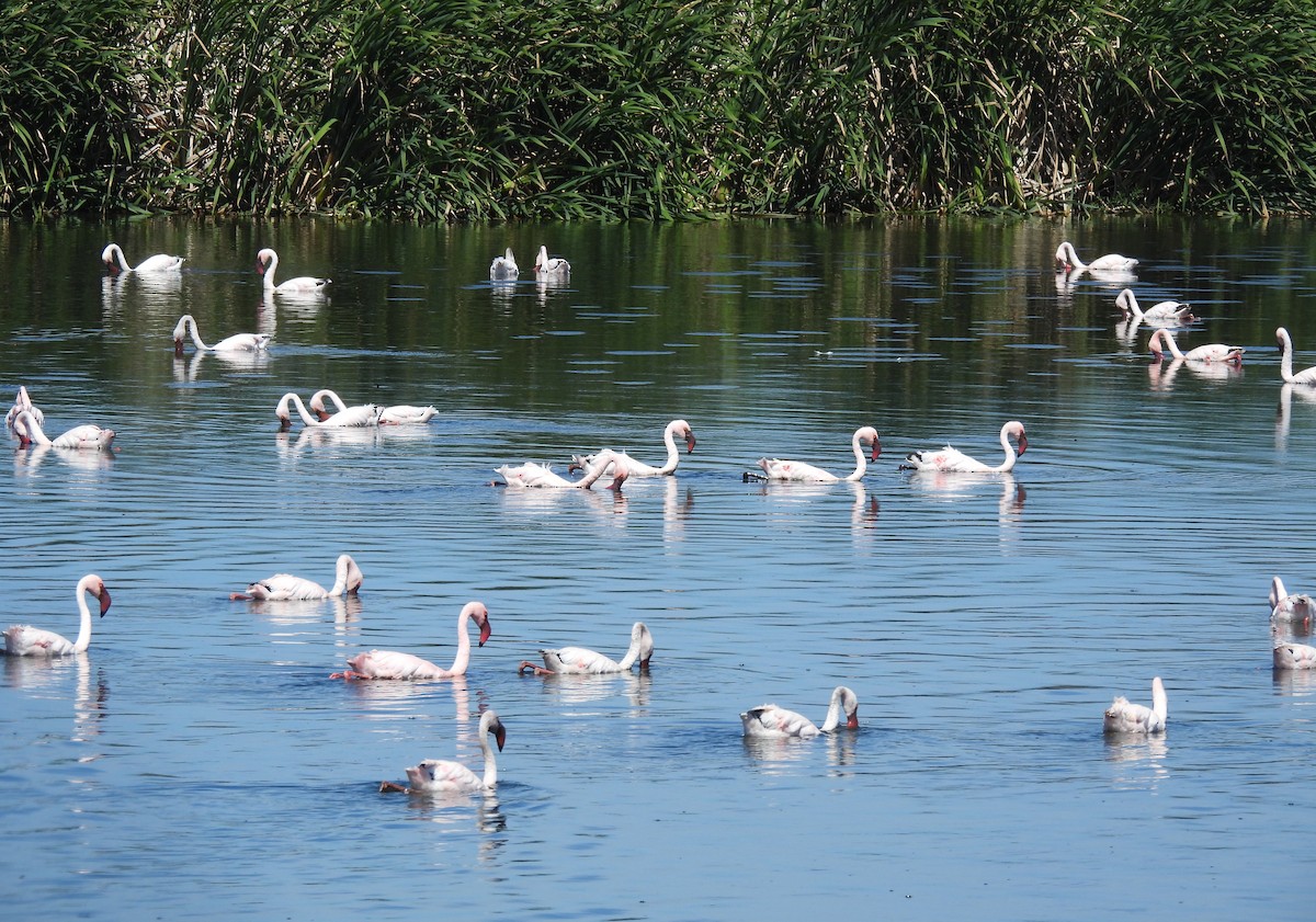 Lesser Flamingo - ML638146798
