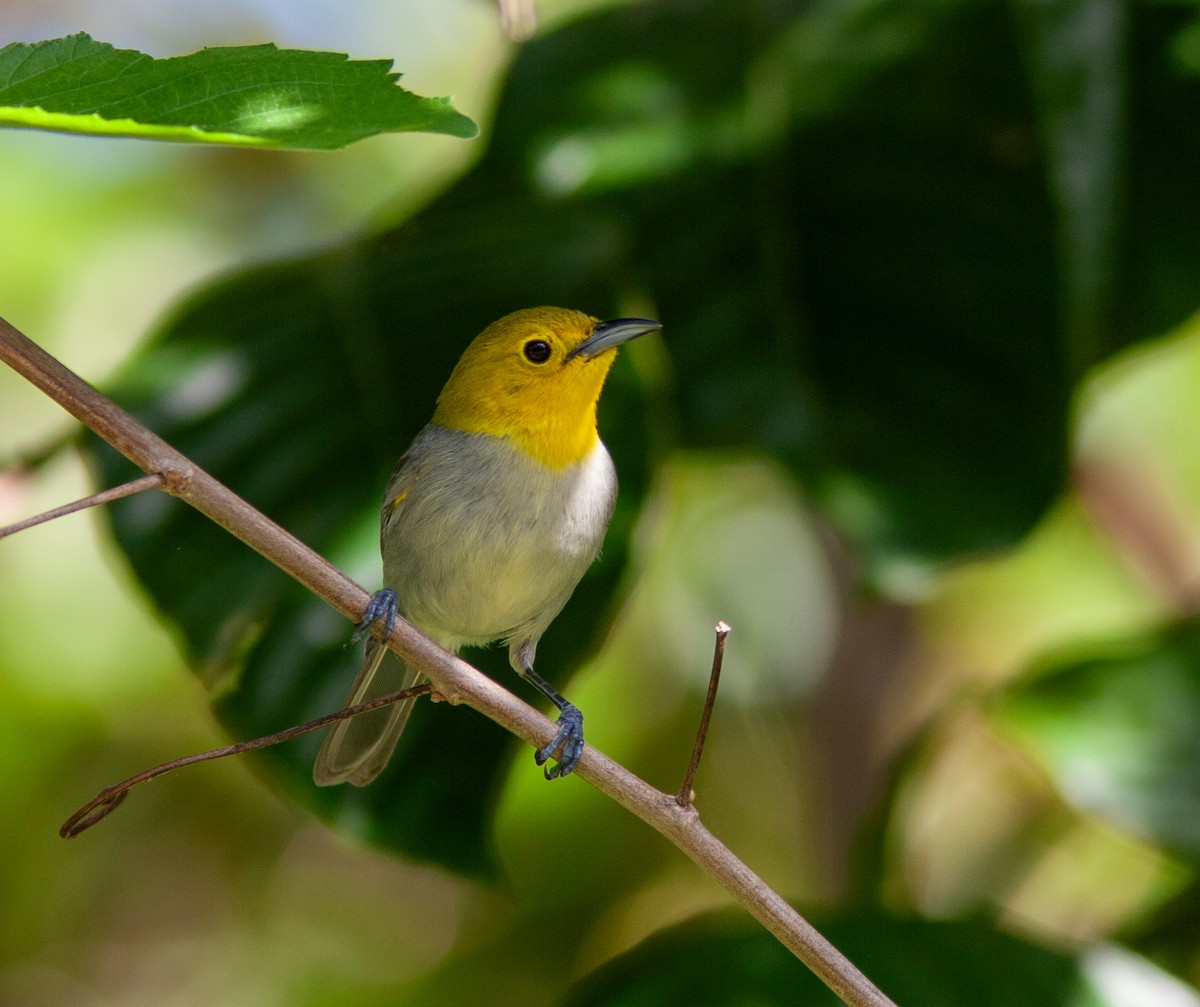 Yellow-headed Warbler - ML638146799