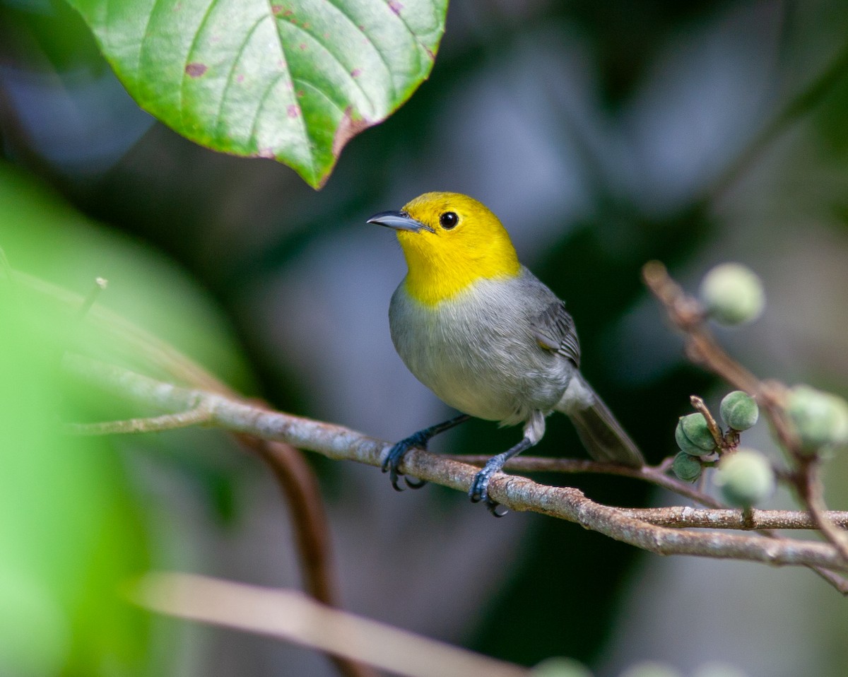 Yellow-headed Warbler - ML638146805