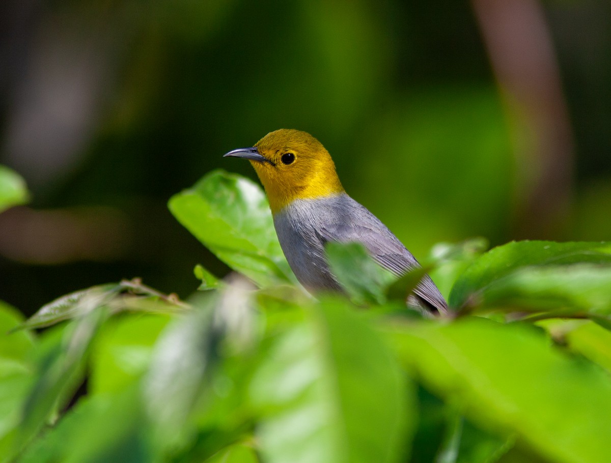 Yellow-headed Warbler - ML638146809