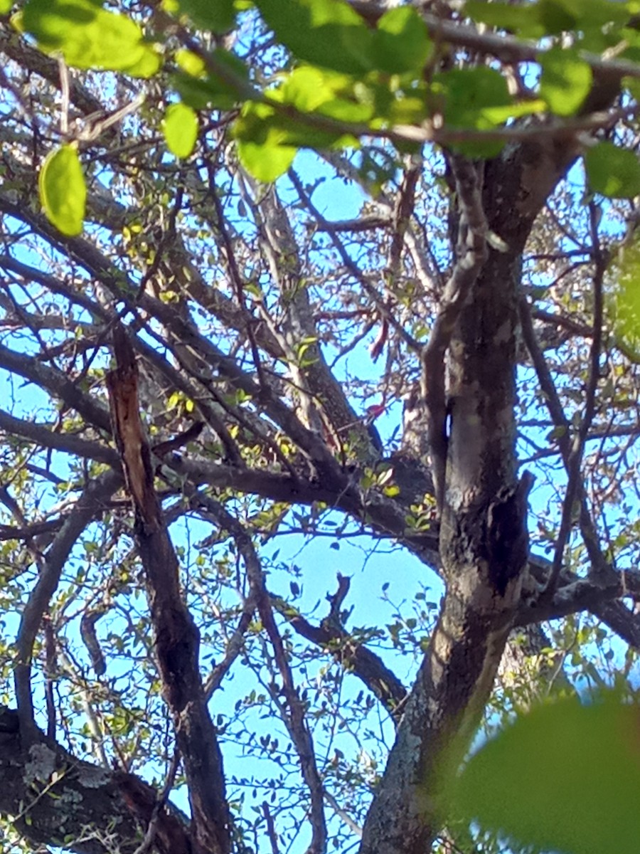 Black-bodied Woodpecker - ML638146827