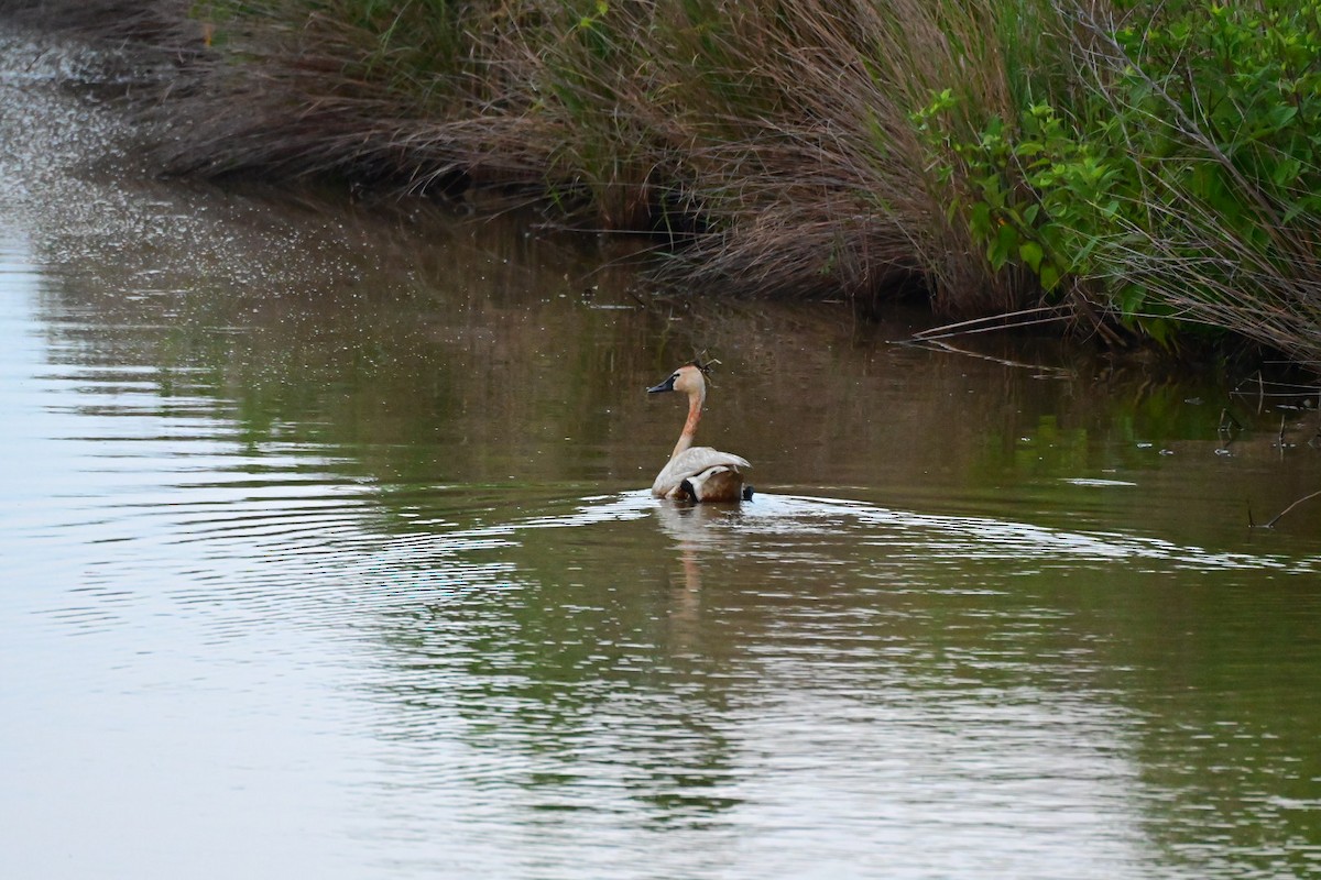 Cygne siffleur - ML638146832