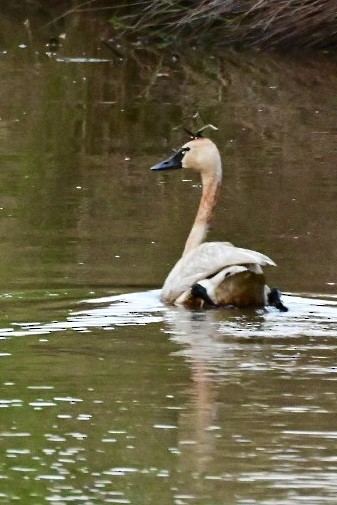 Cygne siffleur - ML638146833