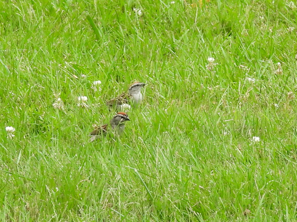 Chipping Sparrow - ML638146852