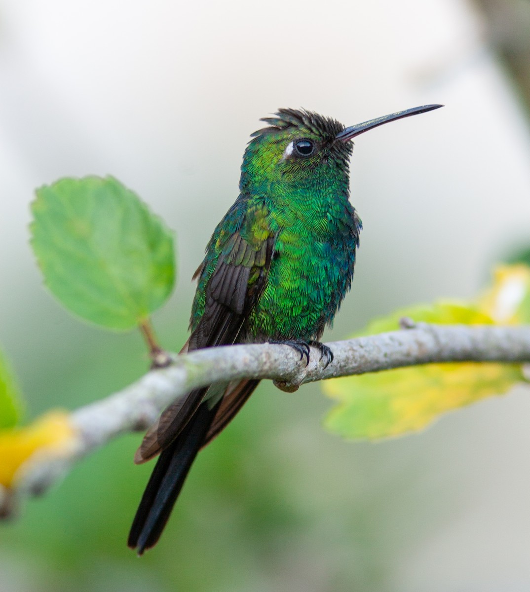 Cuban Emerald - ML638146893
