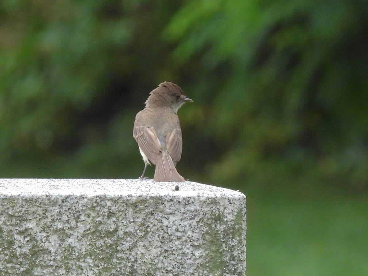 Eastern Phoebe - ML638146928