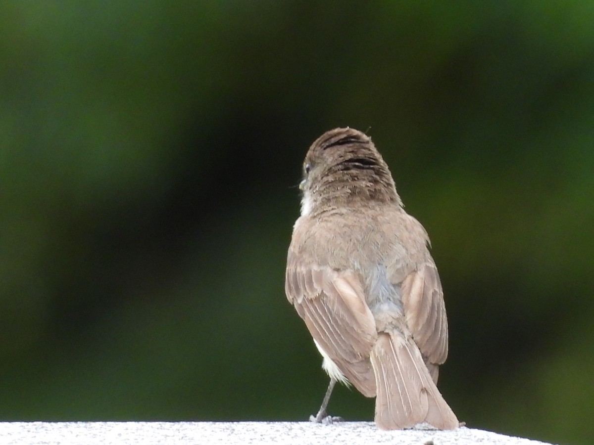 Eastern Phoebe - ML638146932