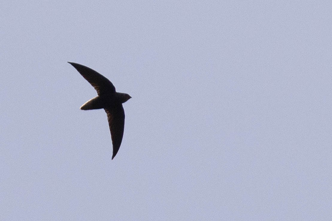 Short-tailed Swift - ML638146936