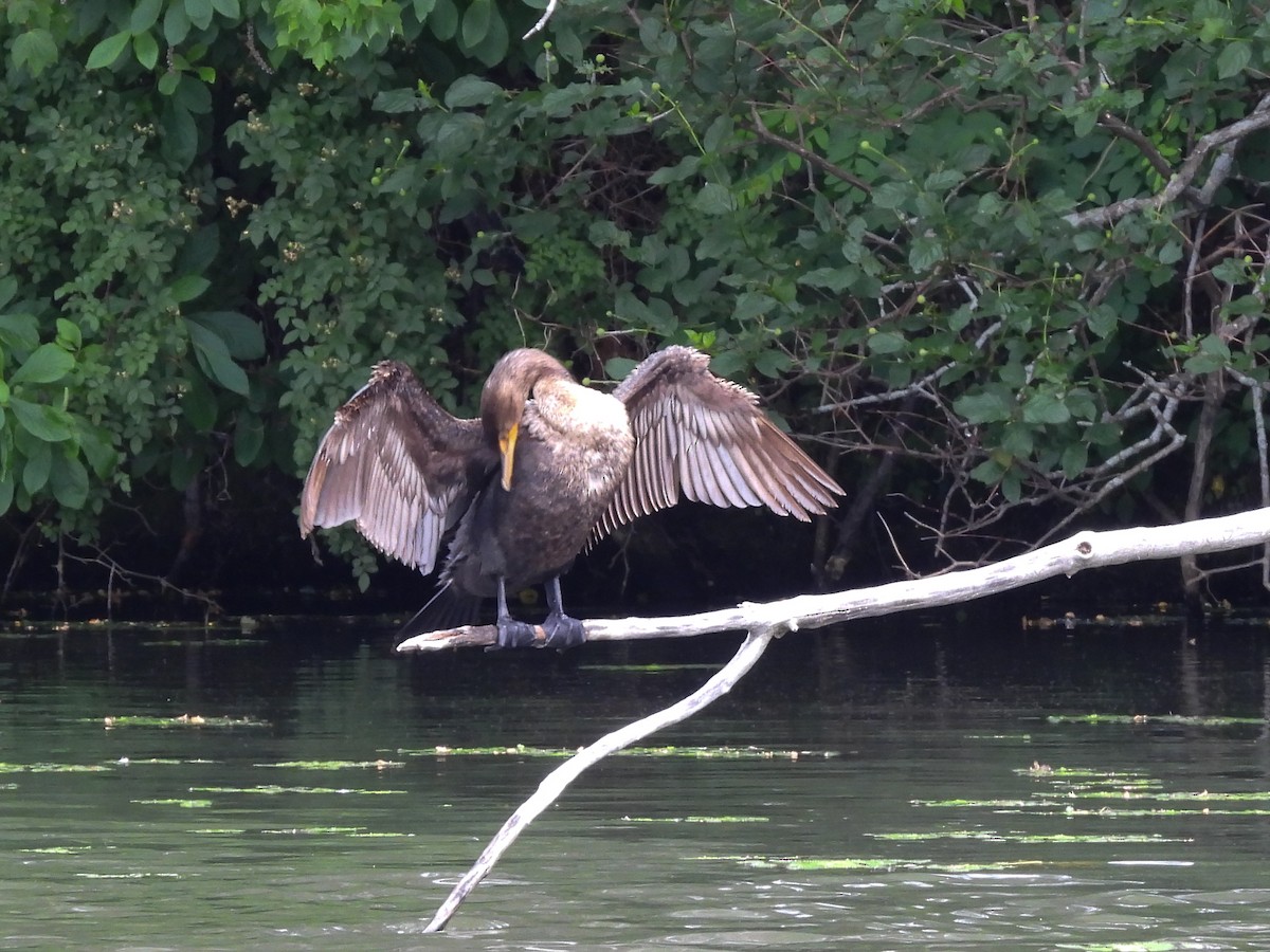 Double-crested Cormorant - ML638146965