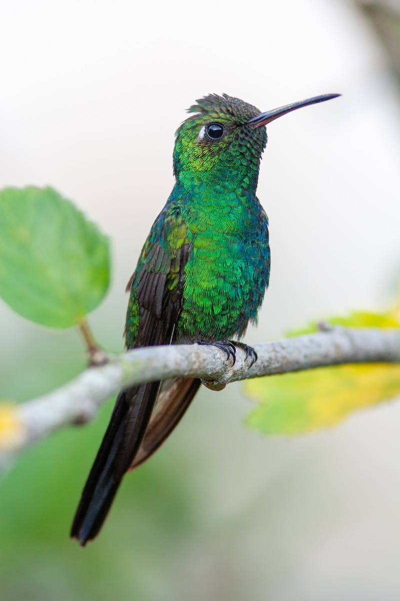 Cuban Emerald - ML638146982