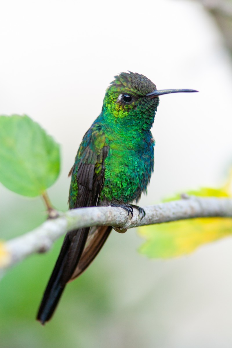 Cuban Emerald - ML638146993