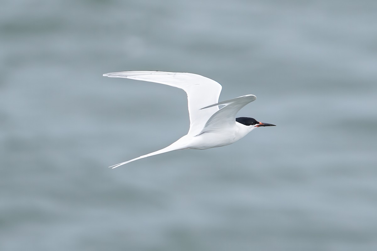 Roseate Tern - ML638147020