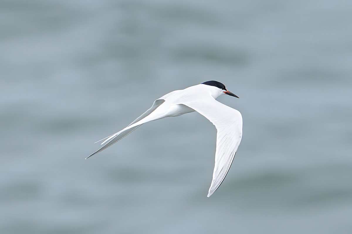 Roseate Tern - ML638147021