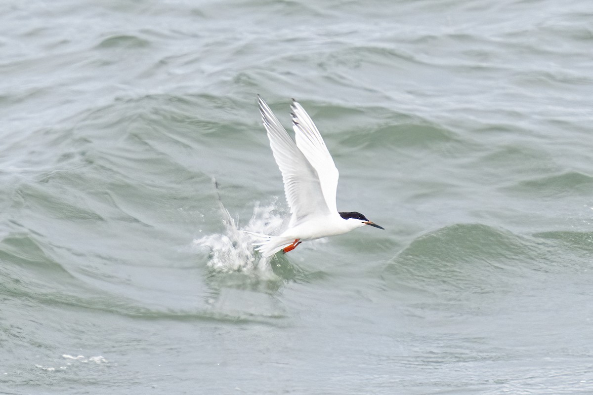 Roseate Tern - ML638147024