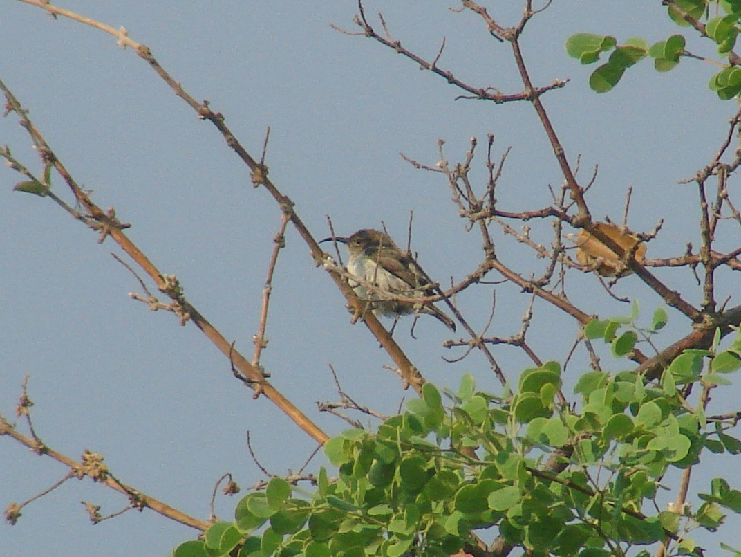 White-bellied Sunbird - ML638147025