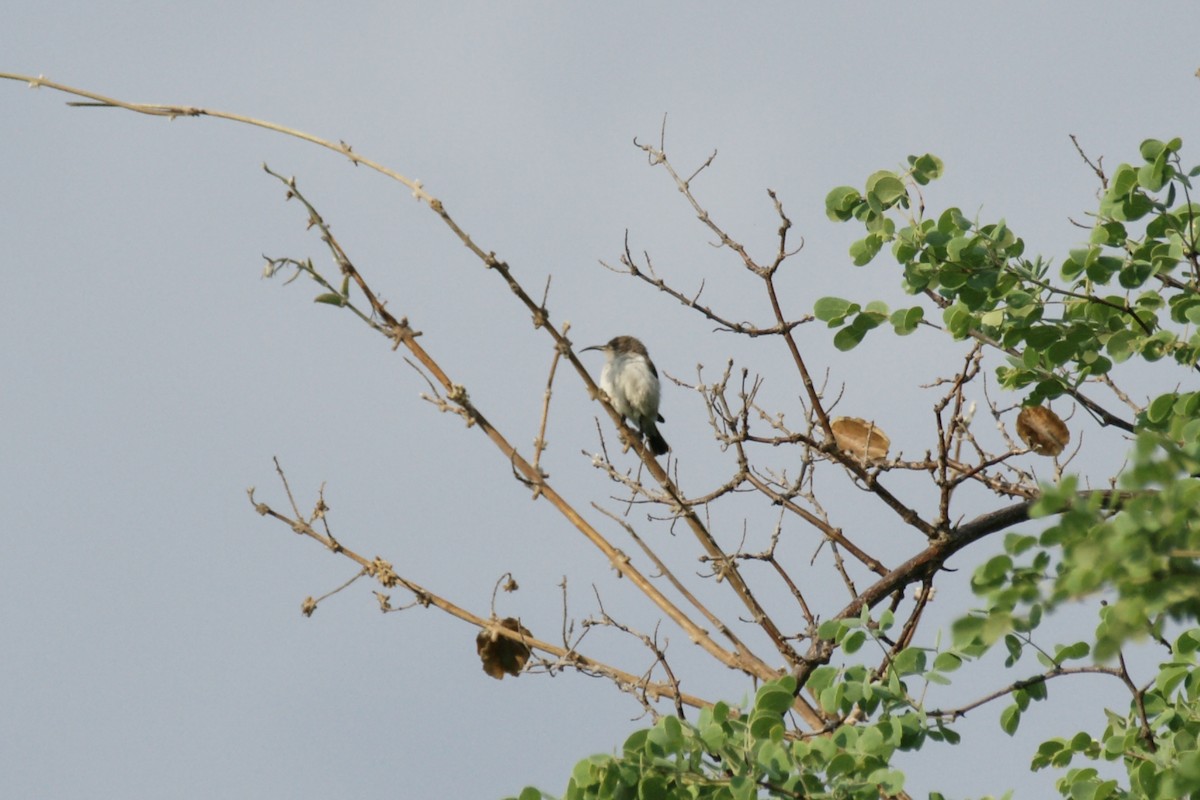 White-bellied Sunbird - ML638147026