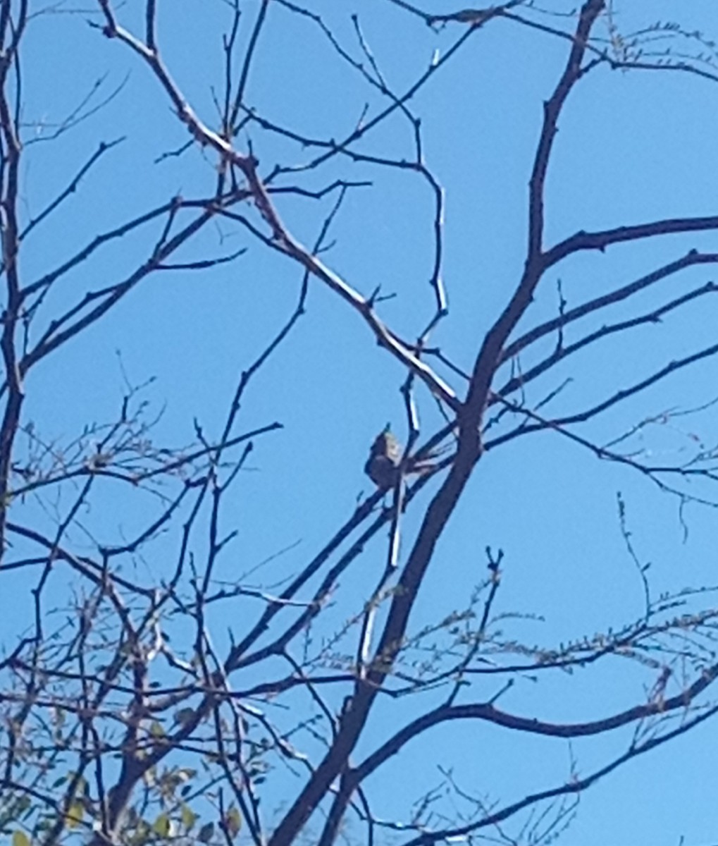Tufted Tit-Spinetail - ML638147035