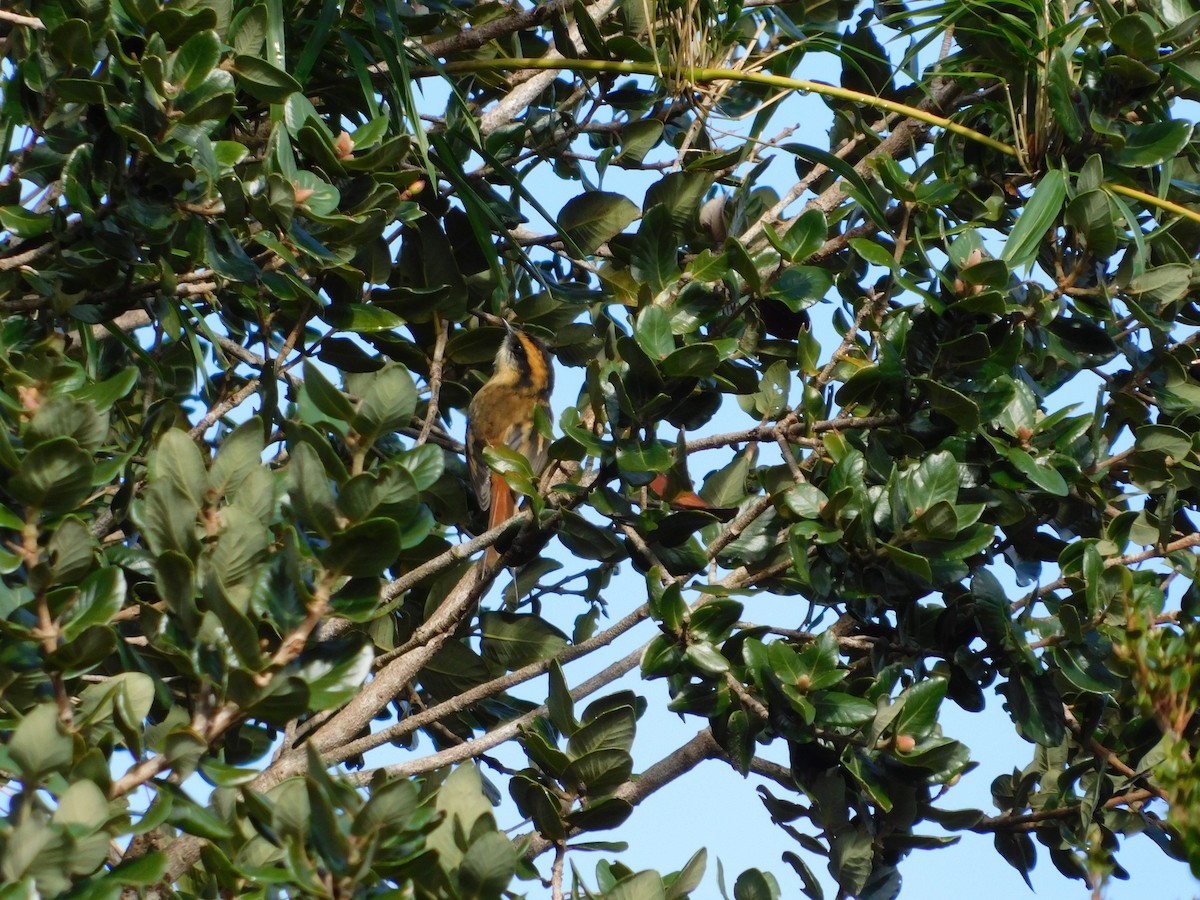 Thorn-tailed Rayadito - ML638147045