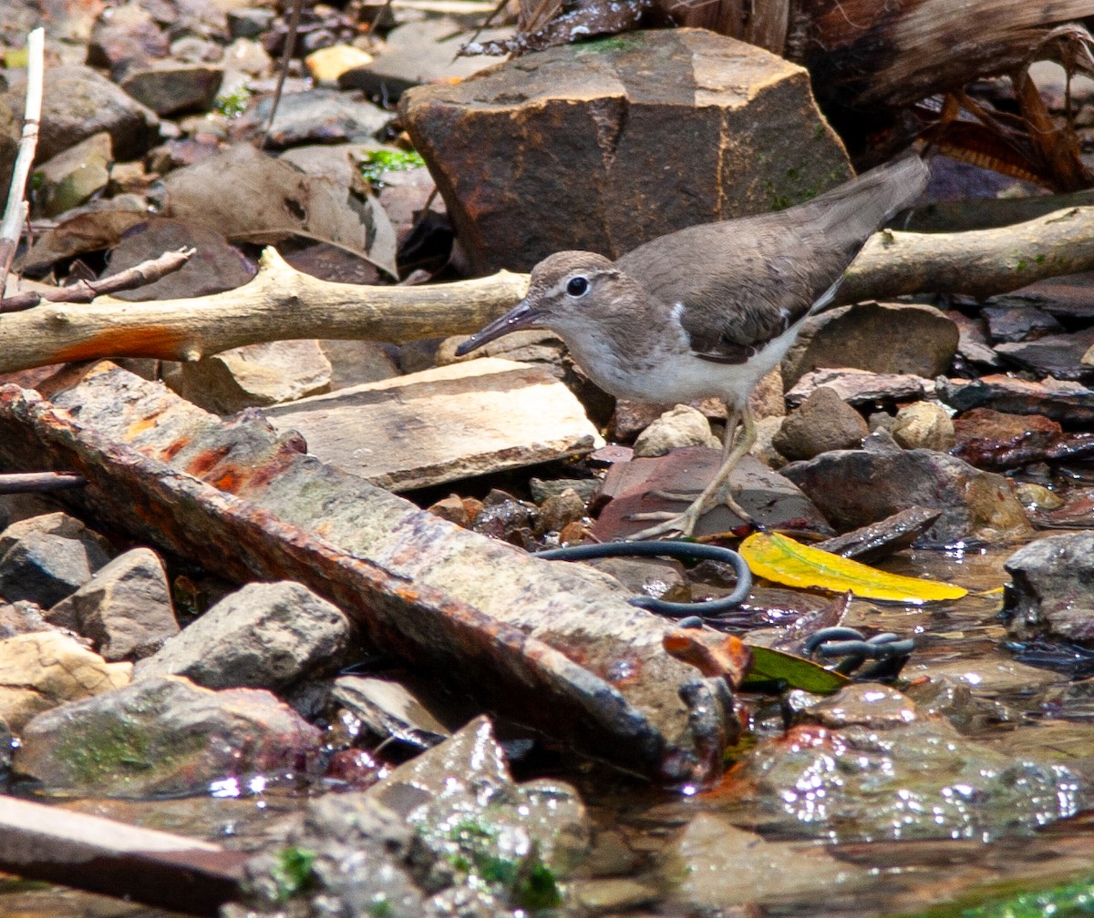 Spotted Sandpiper - ML638147067