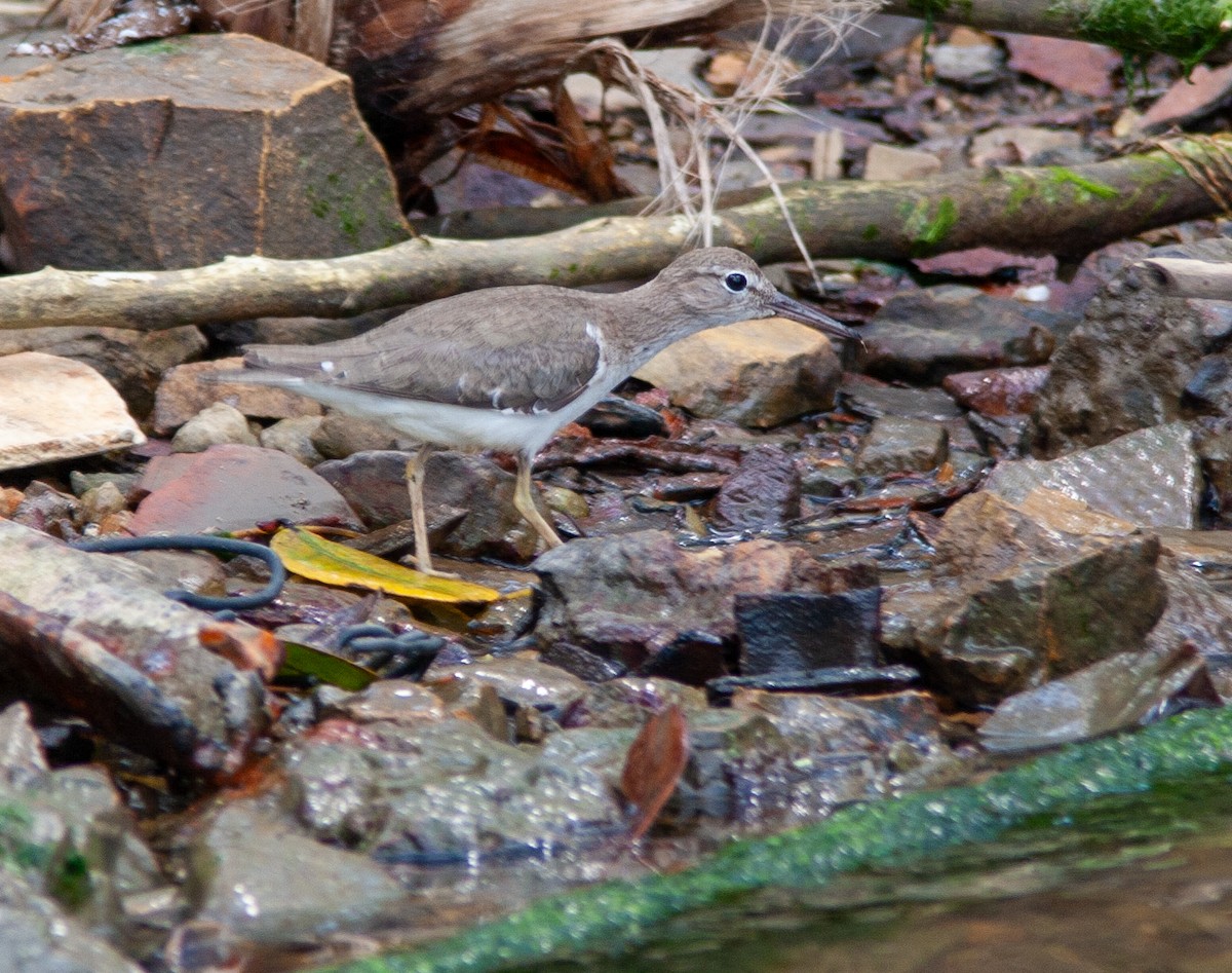 Spotted Sandpiper - ML638147069