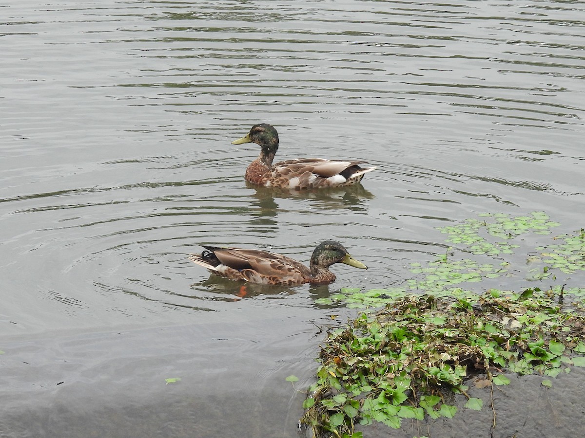 Mallard - ML638147104