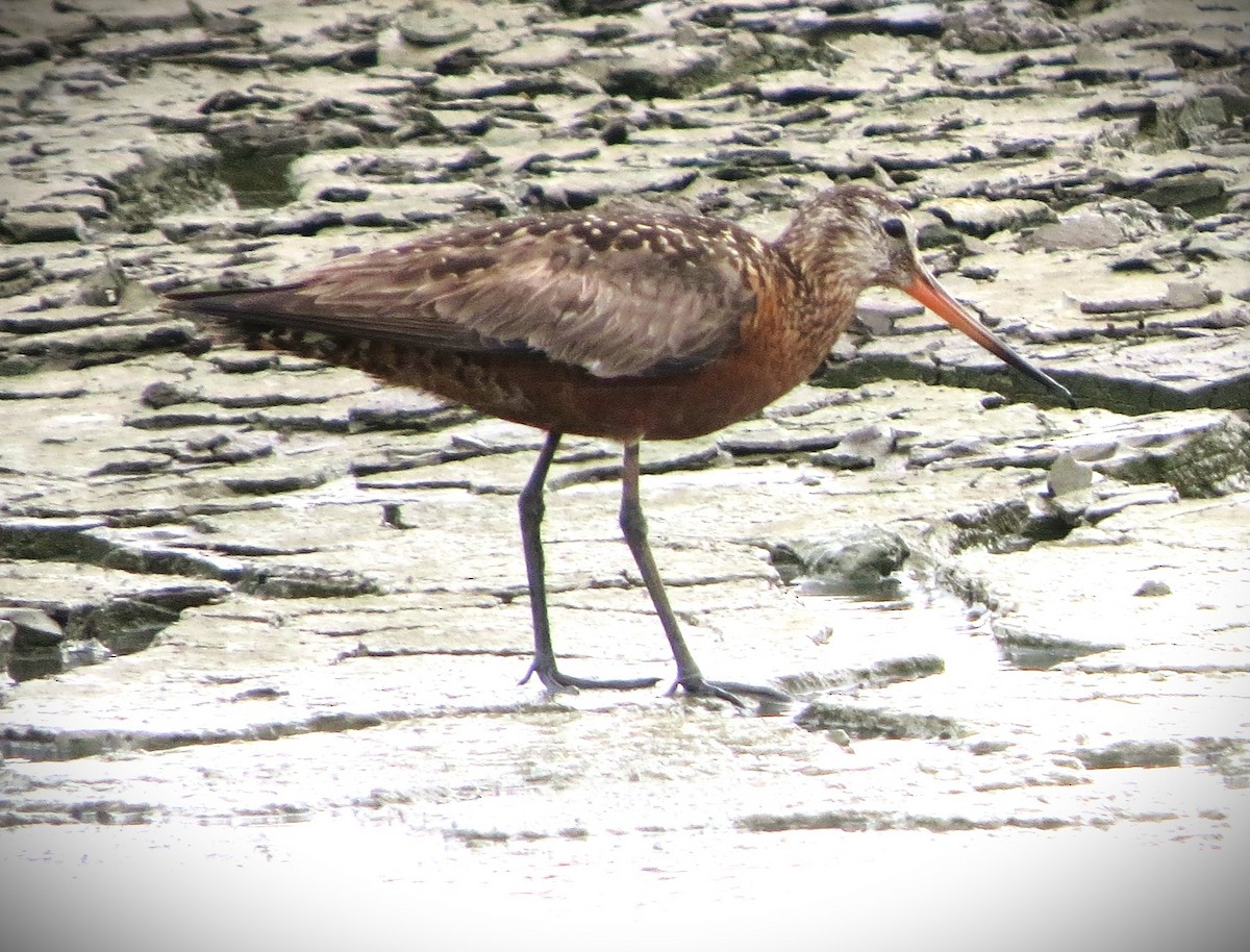 Hudsonian Godwit - ML638147116