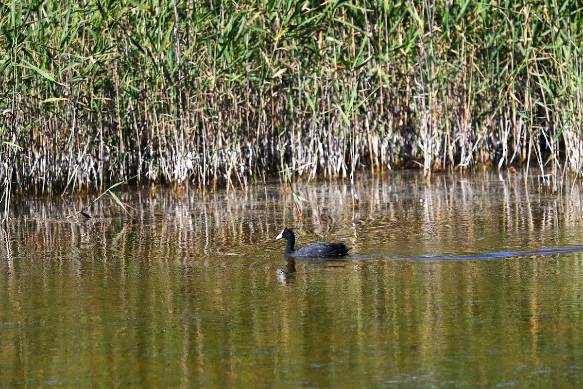 Red-knobbed Coot - ML638147140