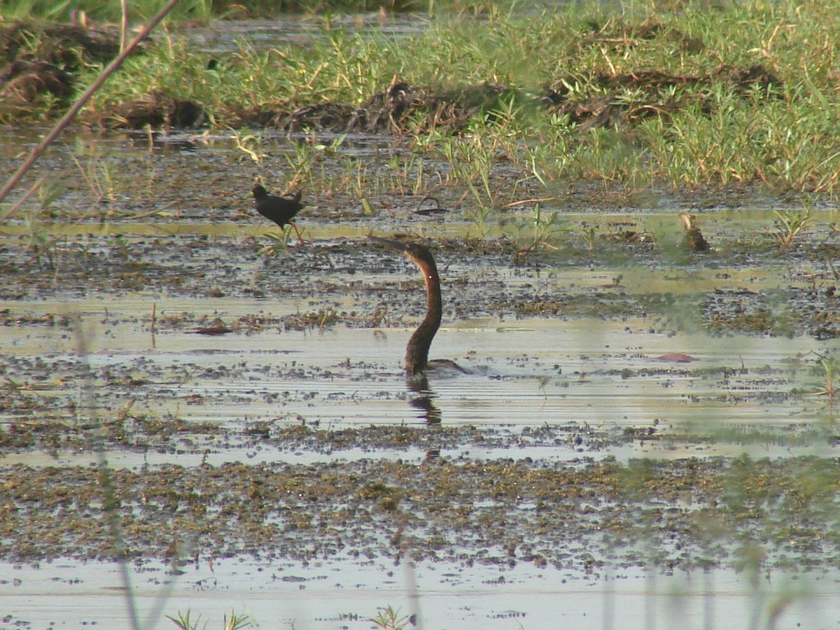 African Darter - ML638147142