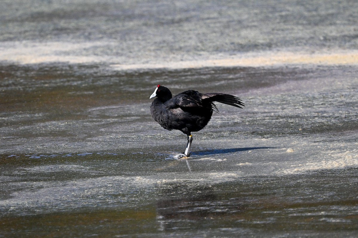 Red-knobbed Coot - ML638147158