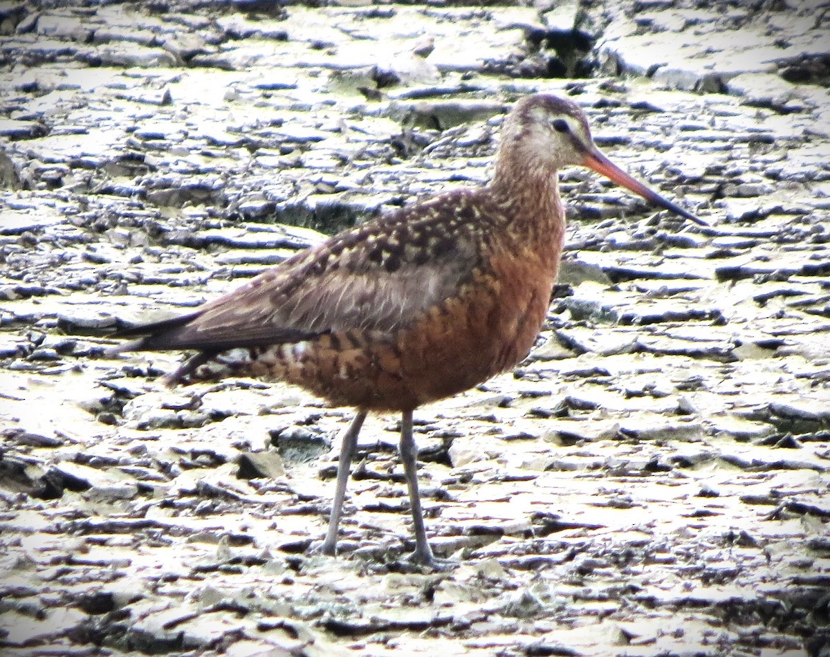 Hudsonian Godwit - ML638147188