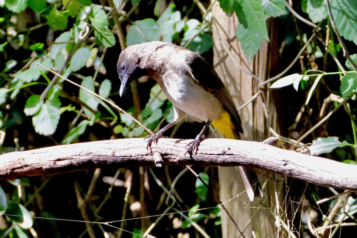 Common Bulbul - ML638147199