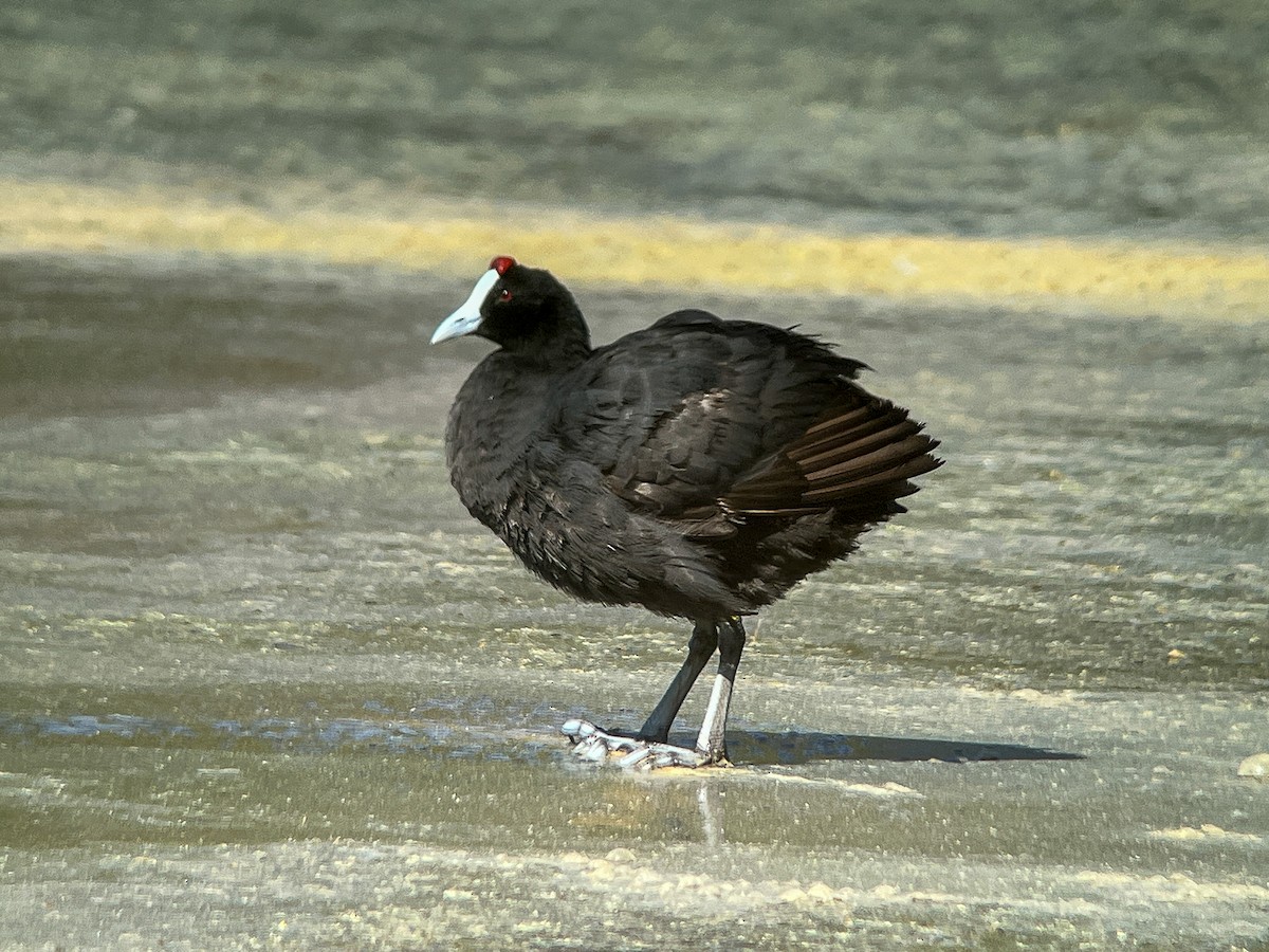 Red-knobbed Coot - ML638147203