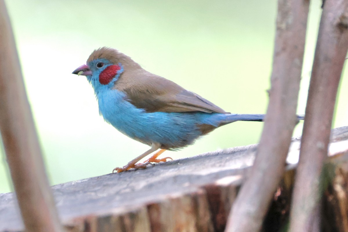 セイキチョウ - ML638147214