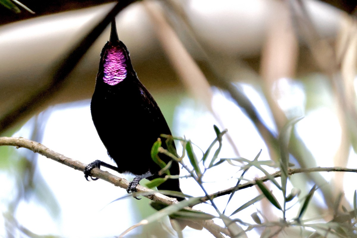 Amethyst Sunbird - ML638147222