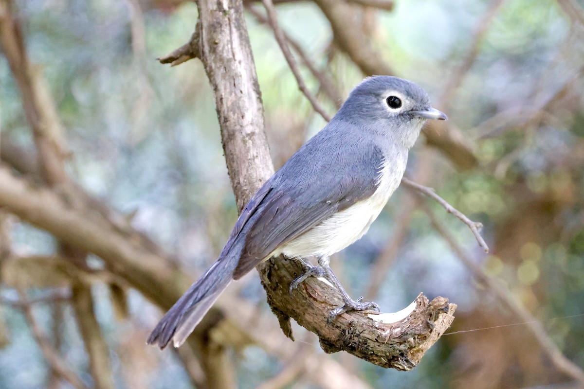 White-eyed Slaty-Flycatcher - ML638147246