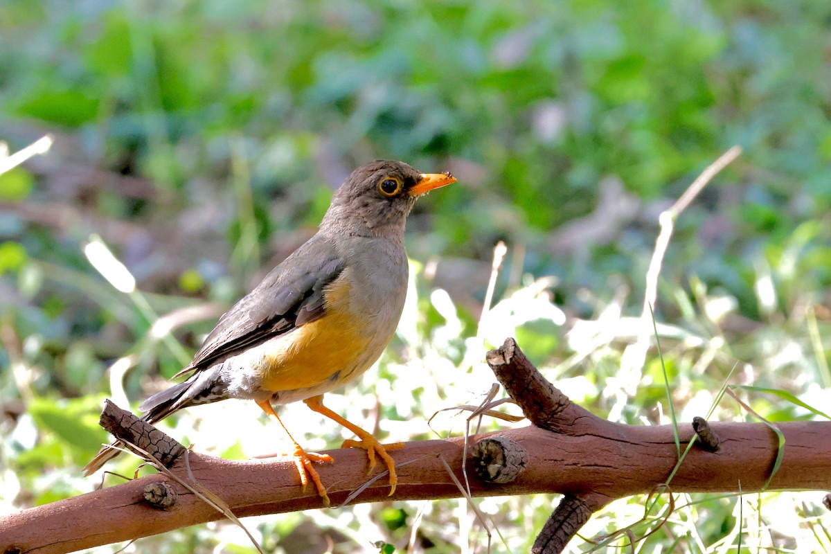 Abyssinian Thrush - ML638147260